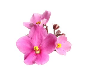 Photo of Pink violet flowers isolated on white. Delicate house plant