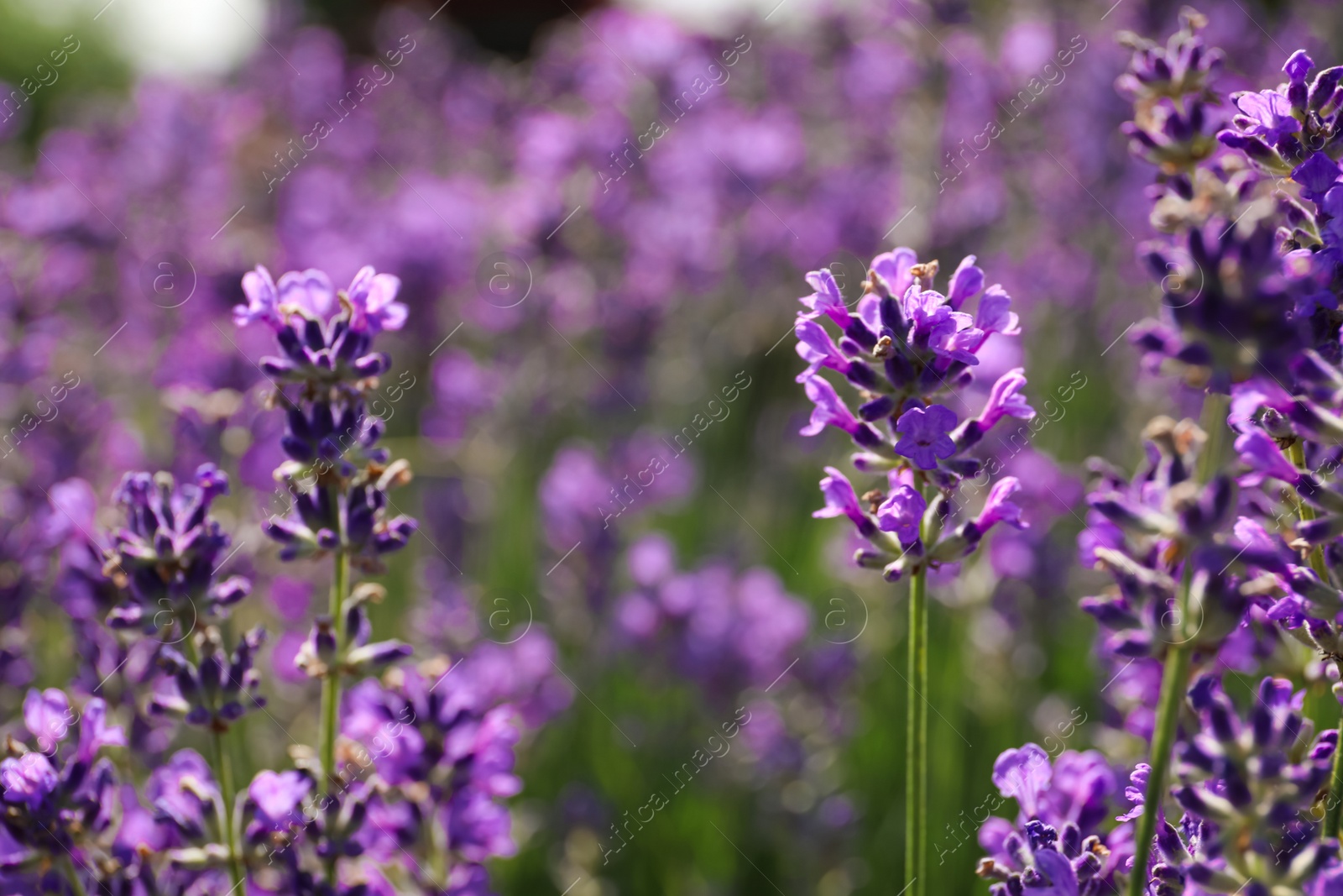 Photo of Beautiful blooming lavender field on summer day, closeup