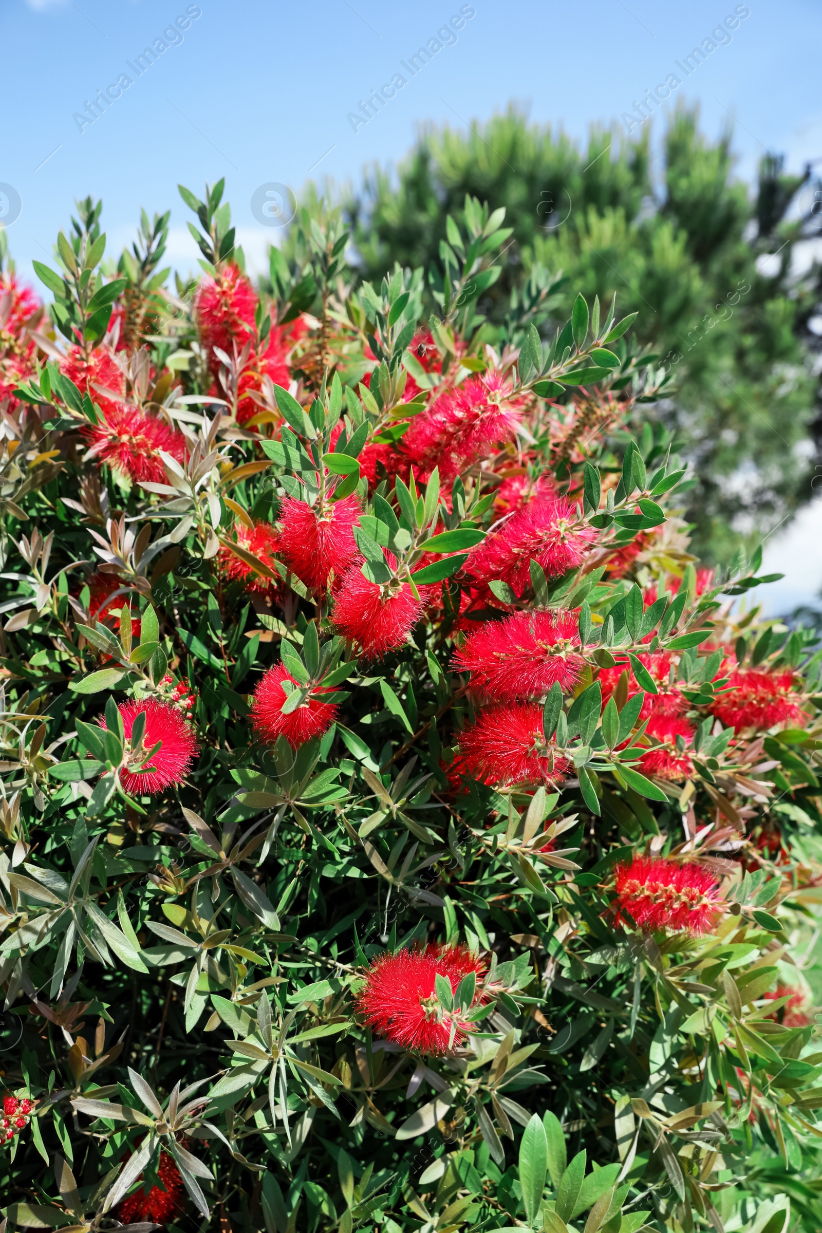 Photo of Beautiful blooming crimson bottlebrush outdoors on sunny day. Tropical plant