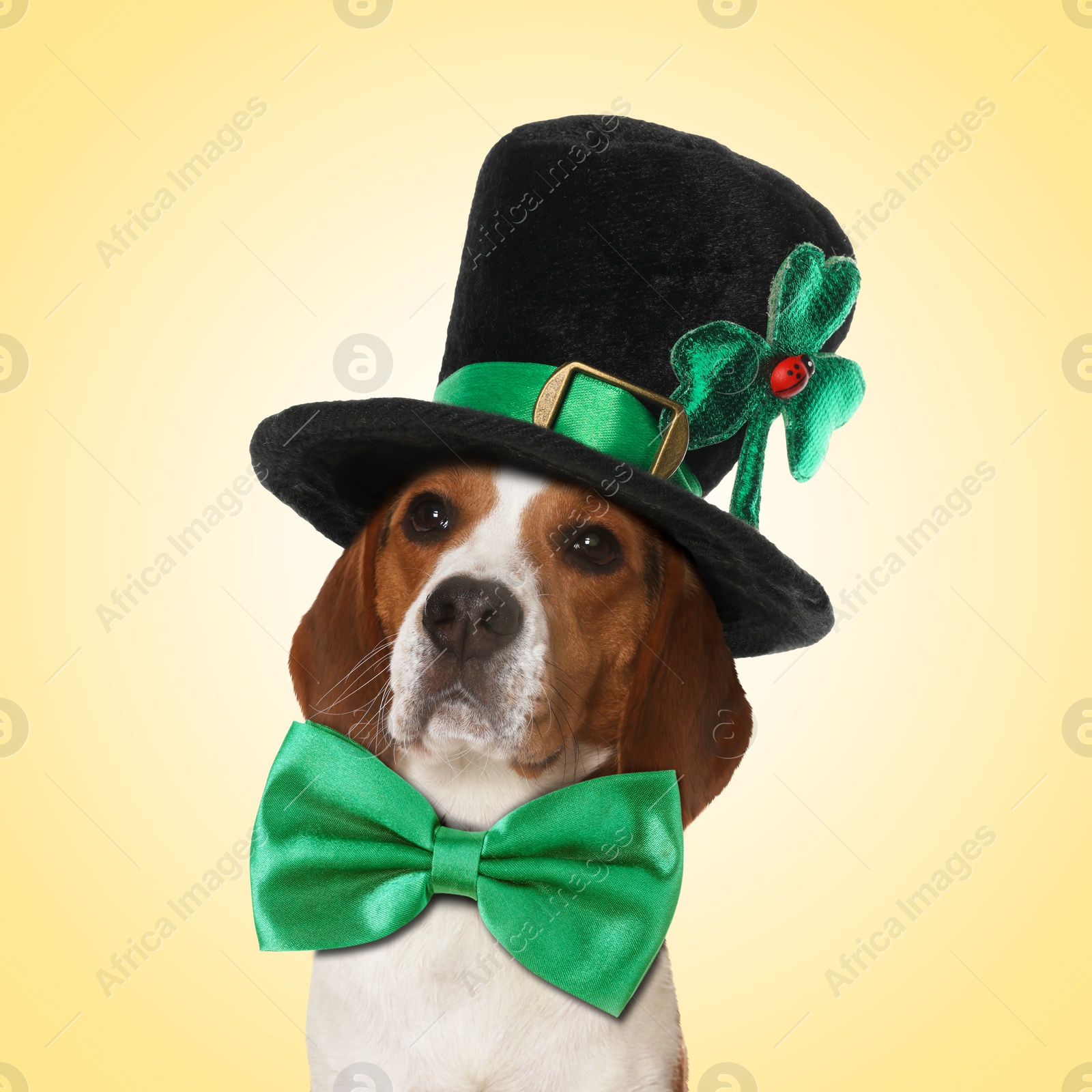Image of St. Patrick's day celebration. Cute Beagle dog with green bow tie and leprechaun hat on yellow background