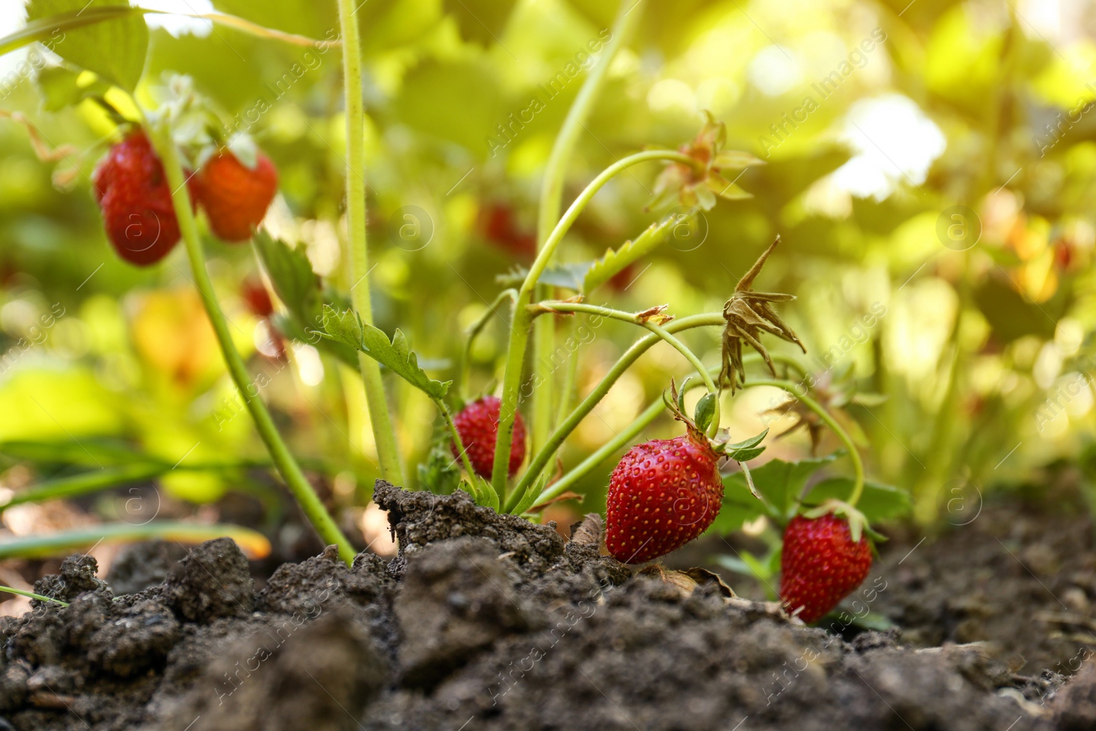 Photo of Beautiful strawberry plant with ripe fruits in garden on sunny day