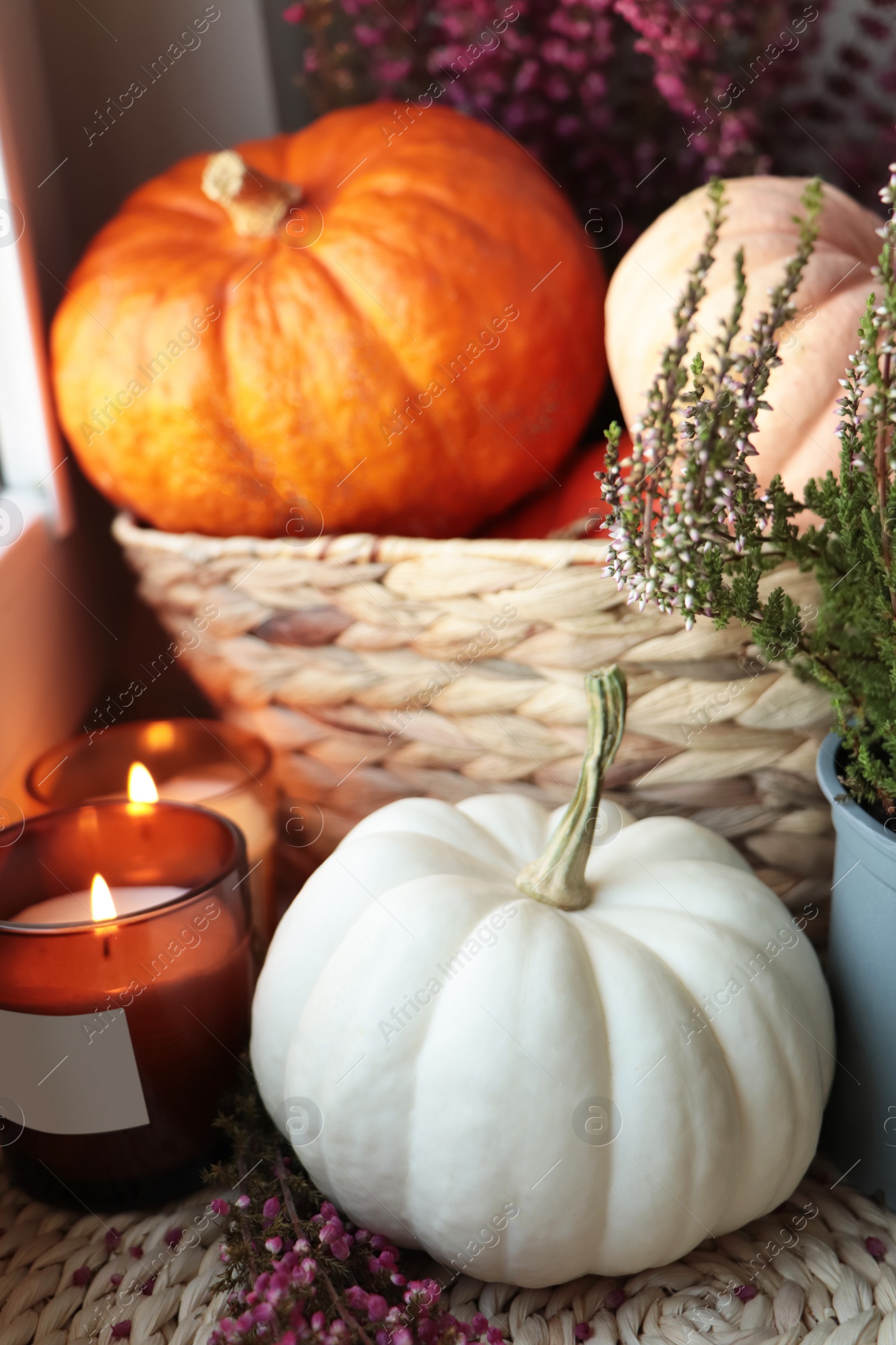 Photo of Beautiful heather flowers, burning candles and wicker basket with pumpkins on table