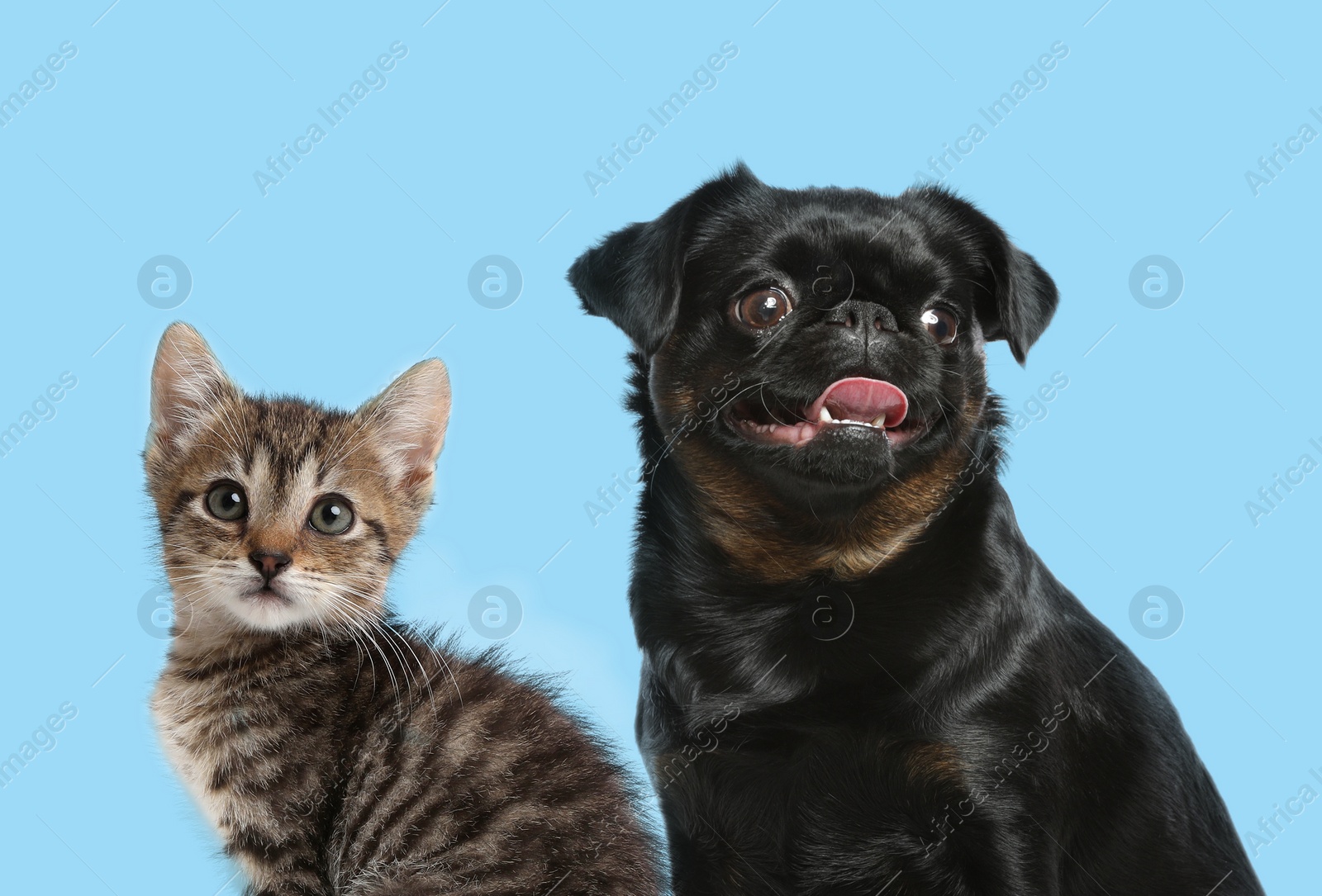 Image of Cute dog and cat on turquoise background. Lovely pets