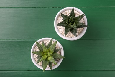 Photo of Succulent plants in pots on green wooden table, flat lay