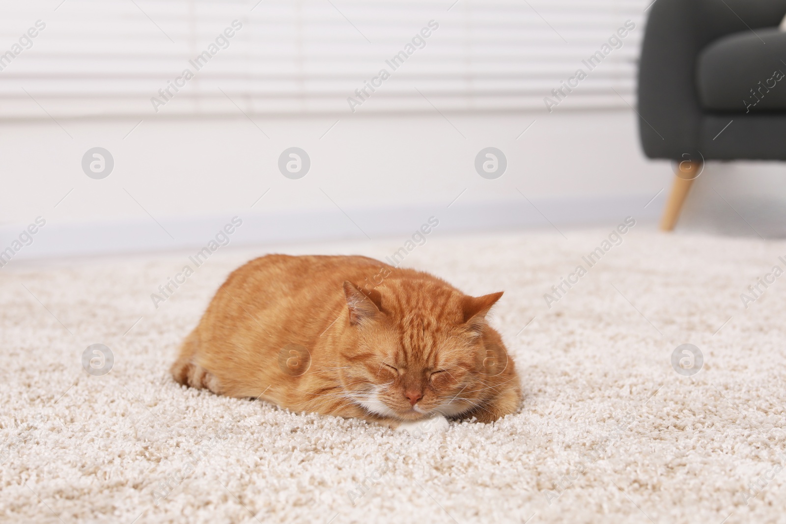 Photo of Cute ginger cat lying on carpet at home