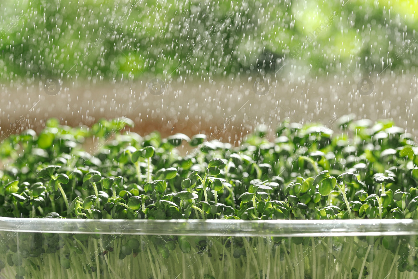 Photo of Spraying sprouted arugula seeds on blurred background, closeup