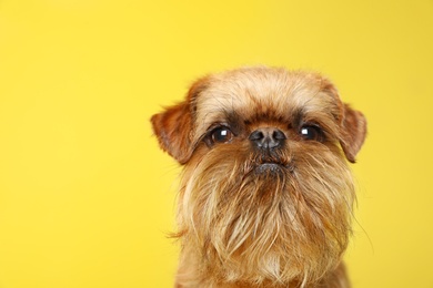 Studio portrait of funny Brussels Griffon dog looking into camera on color background