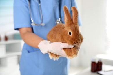 Photo of Professional veterinarian with bunny in clinic, closeup