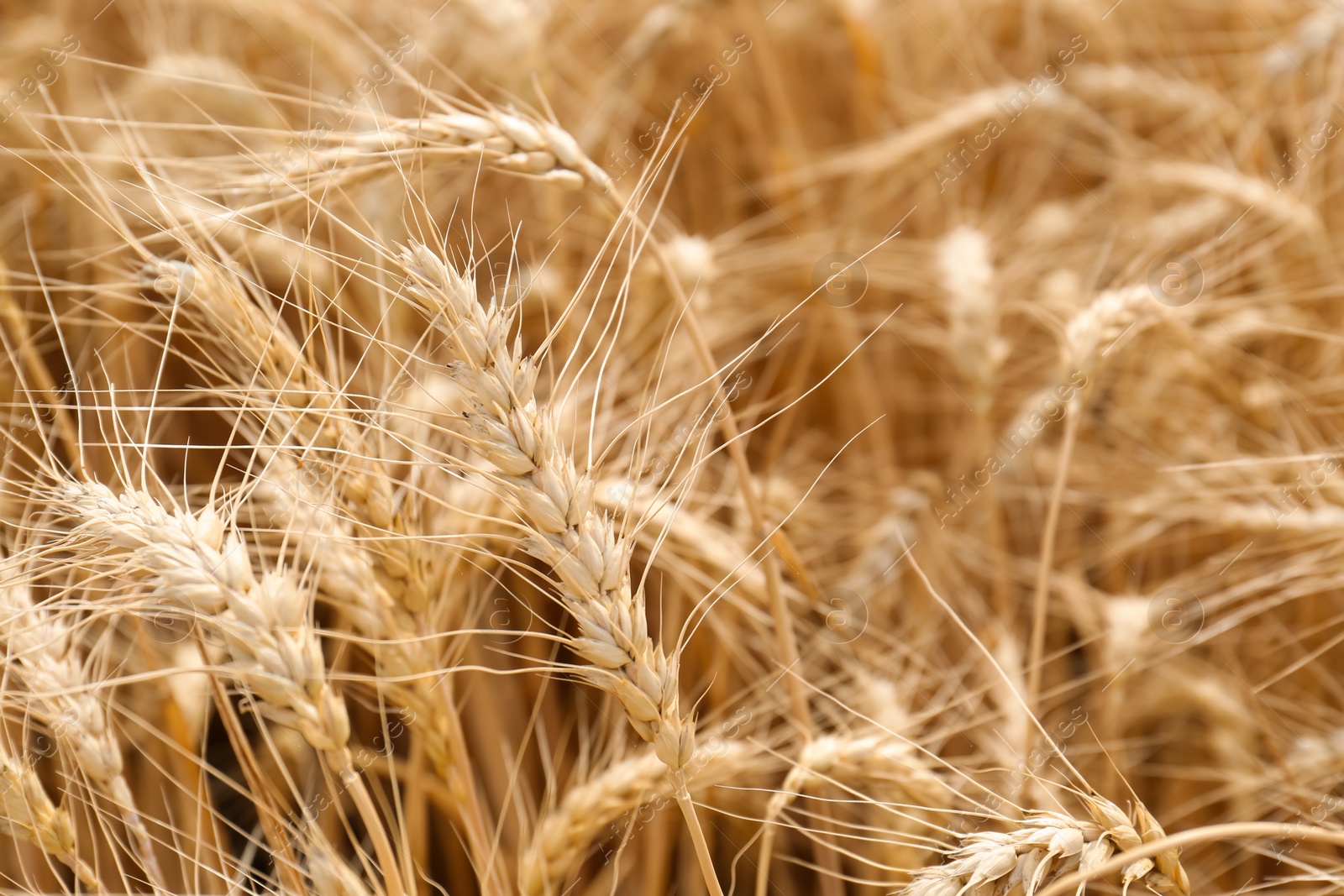 Photo of Ripe wheat spikes in agricultural field, closeup