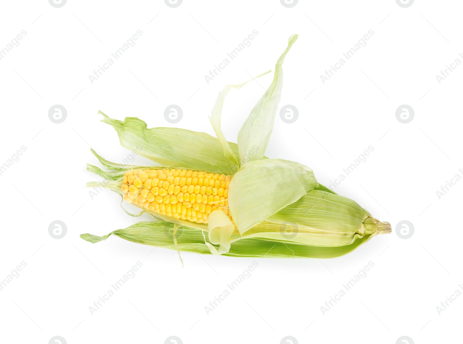 Photo of Ripe raw corn cob with husk isolated on white