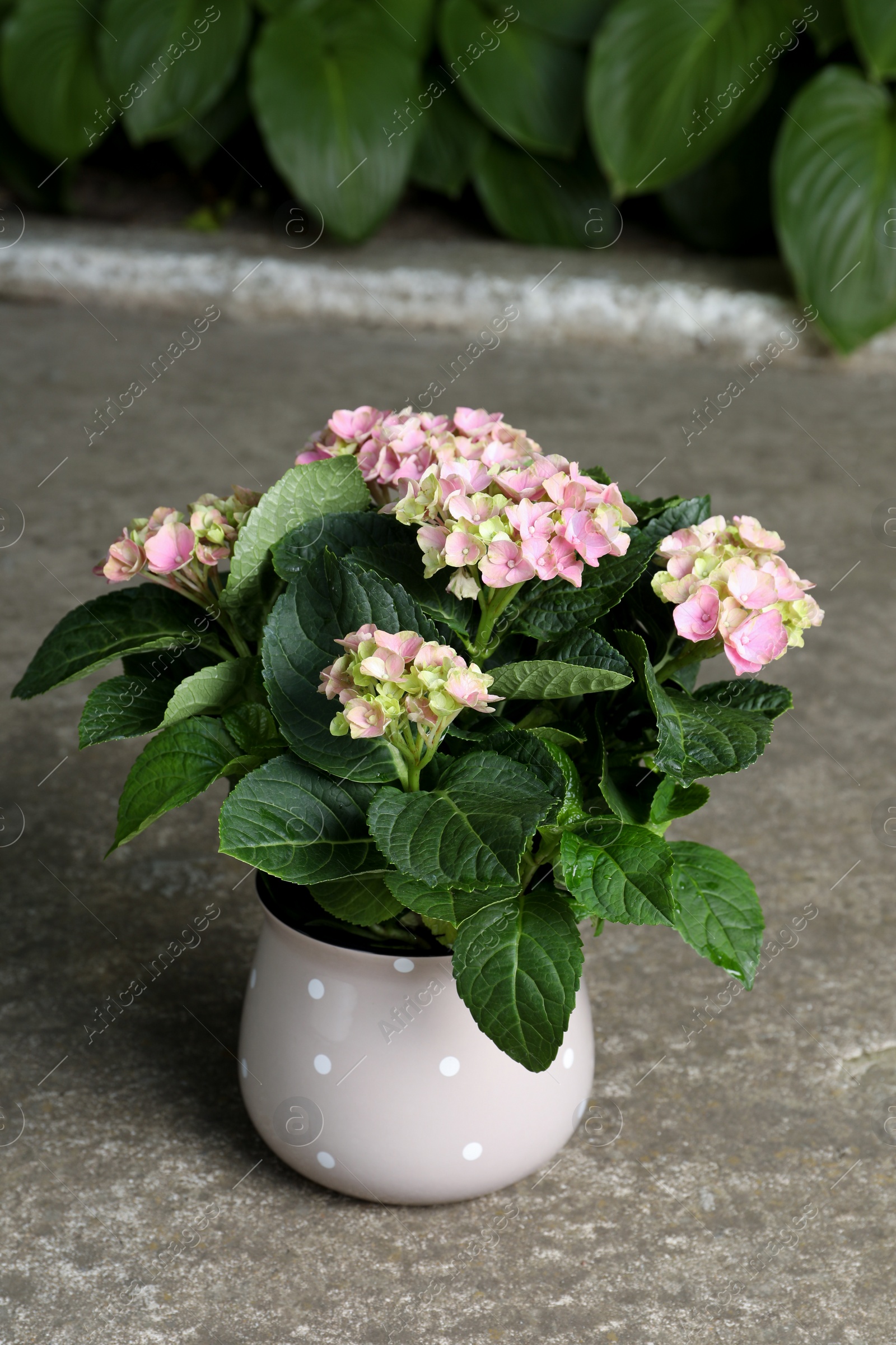 Photo of Beautiful blooming hortensia plant in pot outdoors