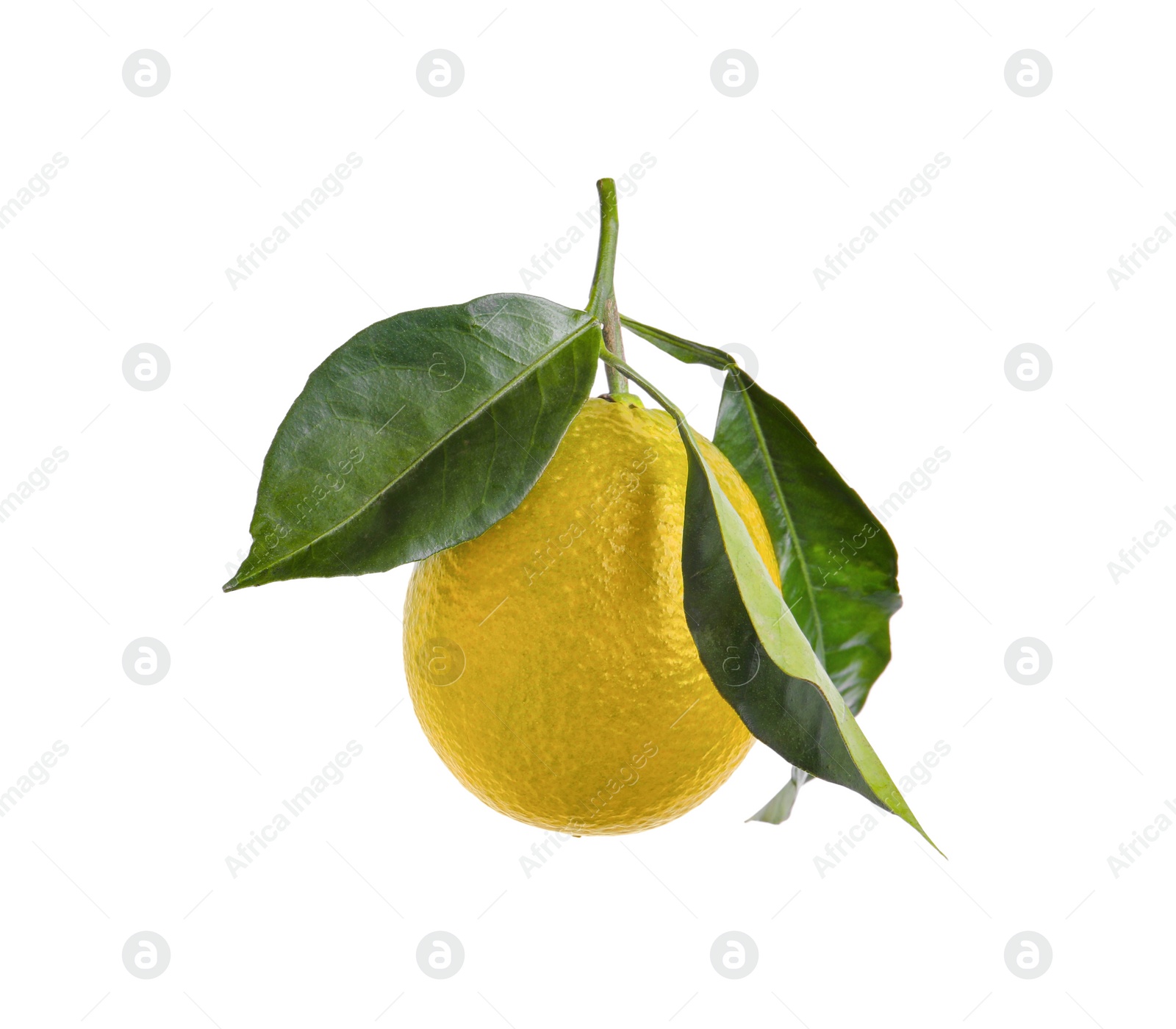 Photo of Fresh ripe lemon fruit with green leaves isolated on white