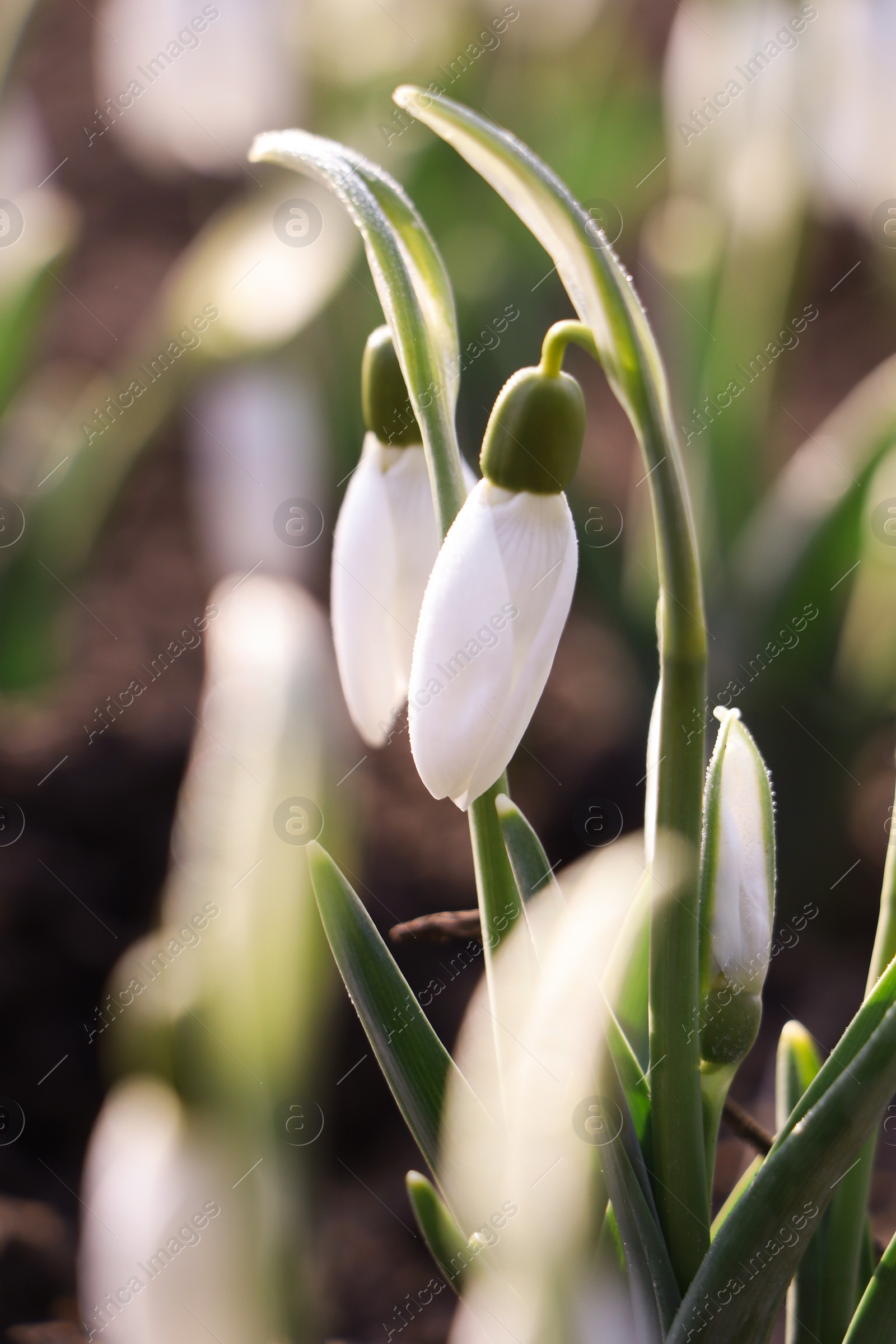 Photo of Beautiful snowdrops growing outdoors, closeup. Early spring flower