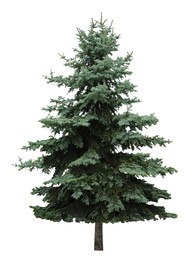 Image of Beautiful evergreen fir tree on white background