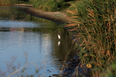 Photo of Beautiful river with bird in summer morning