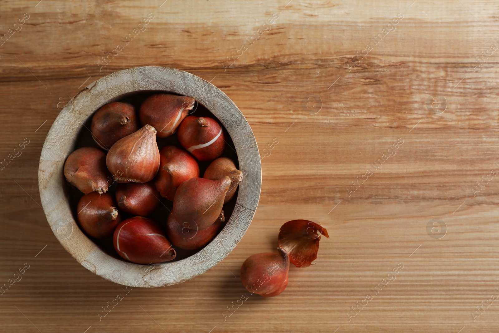 Photo of Tulip bulbs on wooden table, flat lay. Space for text
