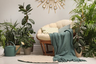 Lounge area interior with comfortable papasan chair and houseplants