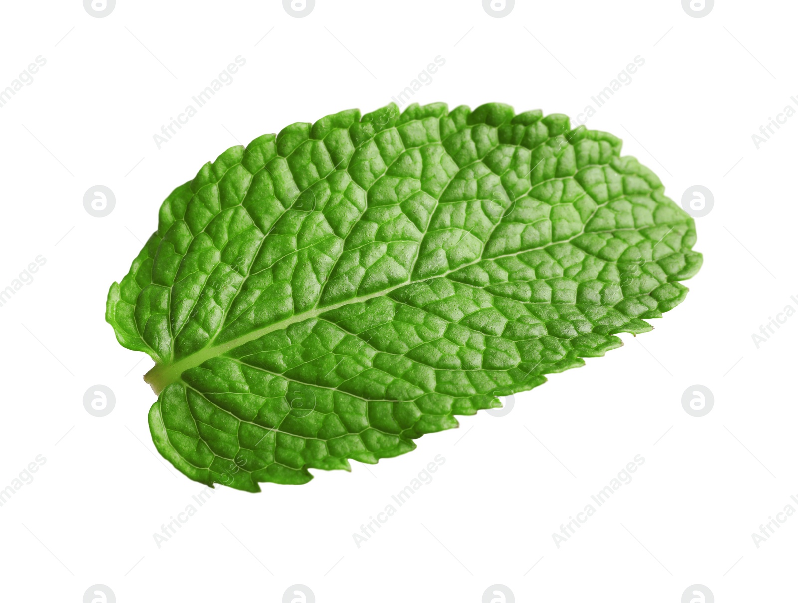 Photo of Fresh green mint leaf isolated on white