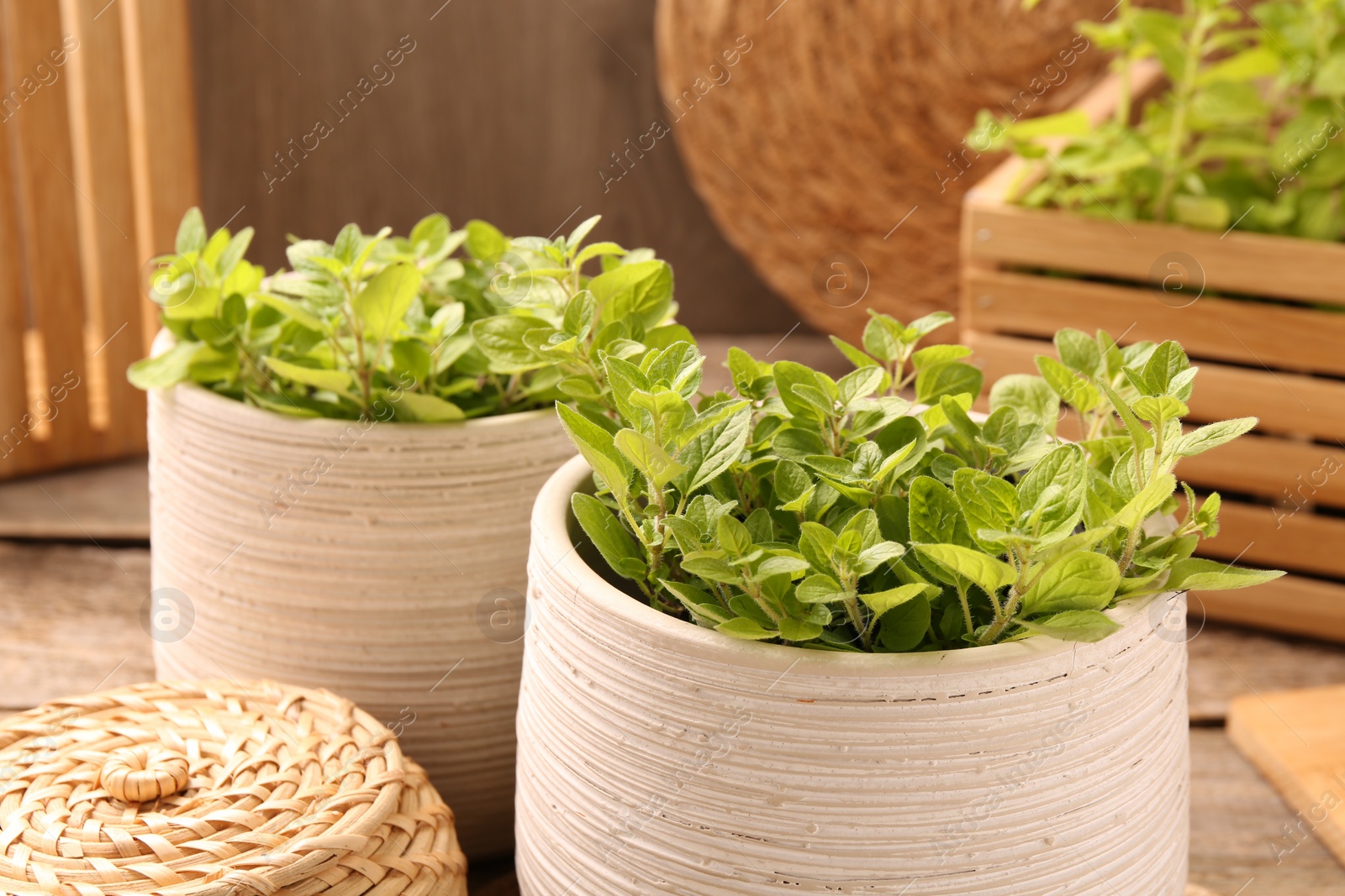 Photo of Aromatic oregano growing in pots on table, closeup