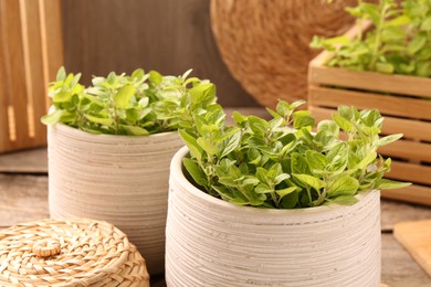 Aromatic oregano growing in pots on table, closeup