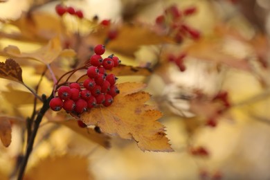 Rowan tree branch with red berries outdoors, closeup. Space for text