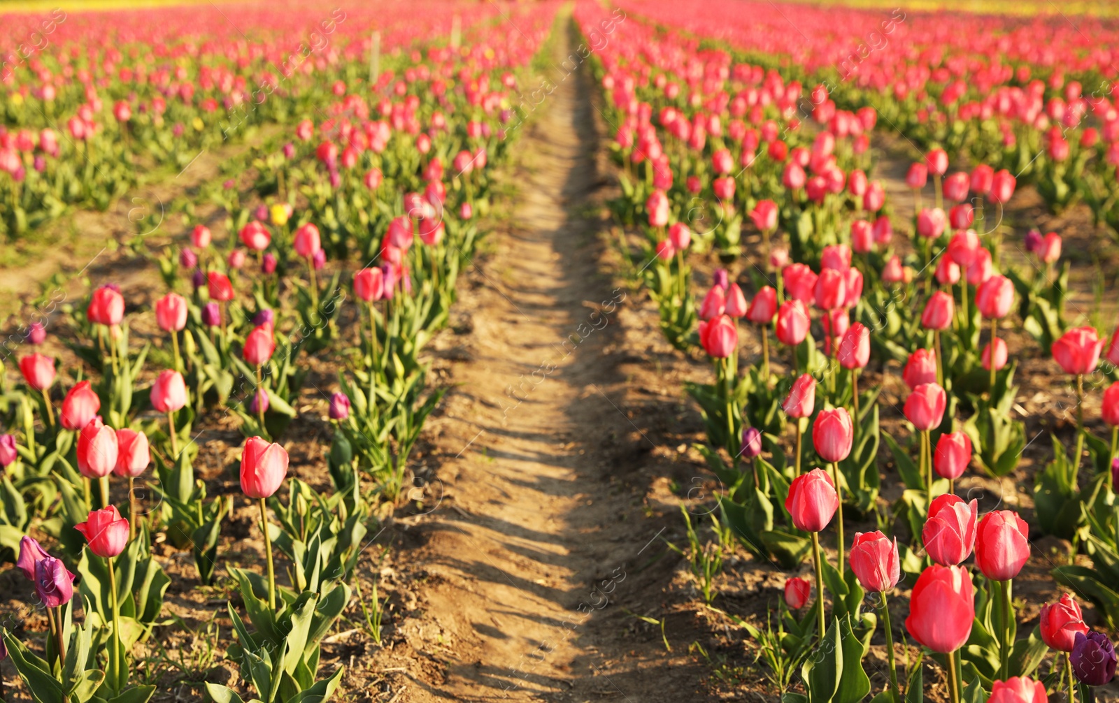 Photo of Field with fresh beautiful tulips. Blooming spring flowers