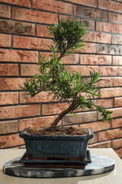 Photo of Japanese bonsai plant on table near brick wall. Creating zen atmosphere at home