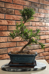 Japanese bonsai plant on table near brick wall. Creating zen atmosphere at home