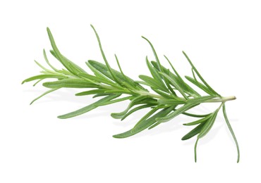 Photo of Aromatic green rosemary sprig isolated on white. Fresh herb