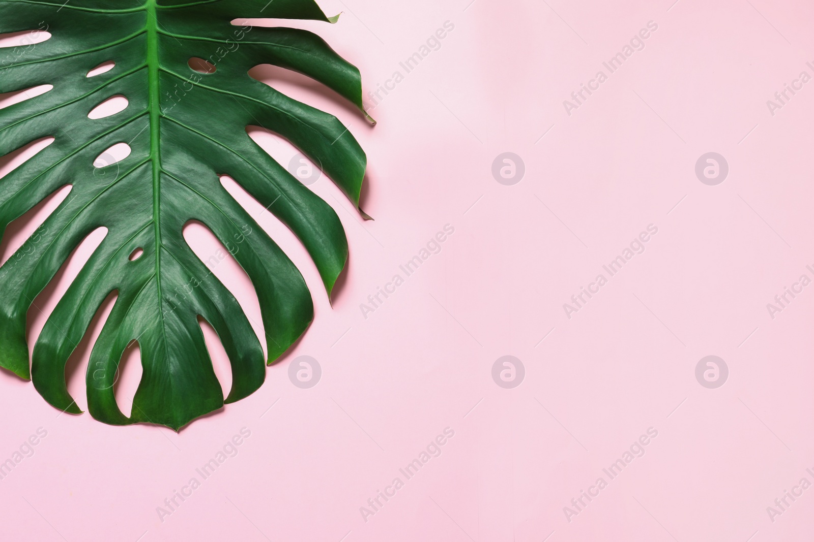 Photo of Green fresh monstera leaf on color background, top view with space for text. Tropical plant