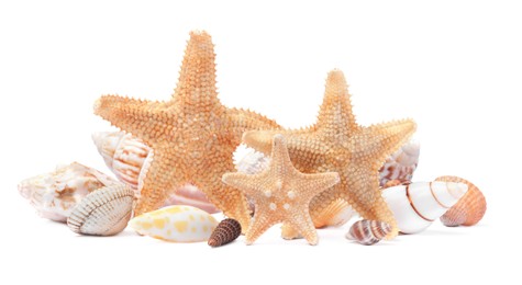 Photo of Beautiful sea stars and seashells on white background