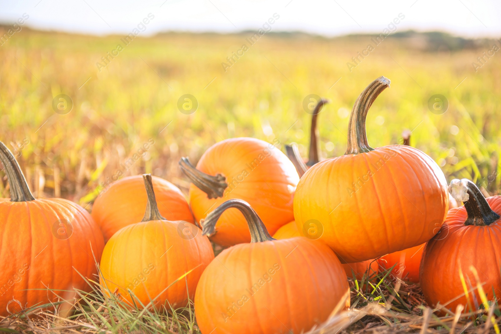 Photo of Many ripe orange pumpkins in field, space for text