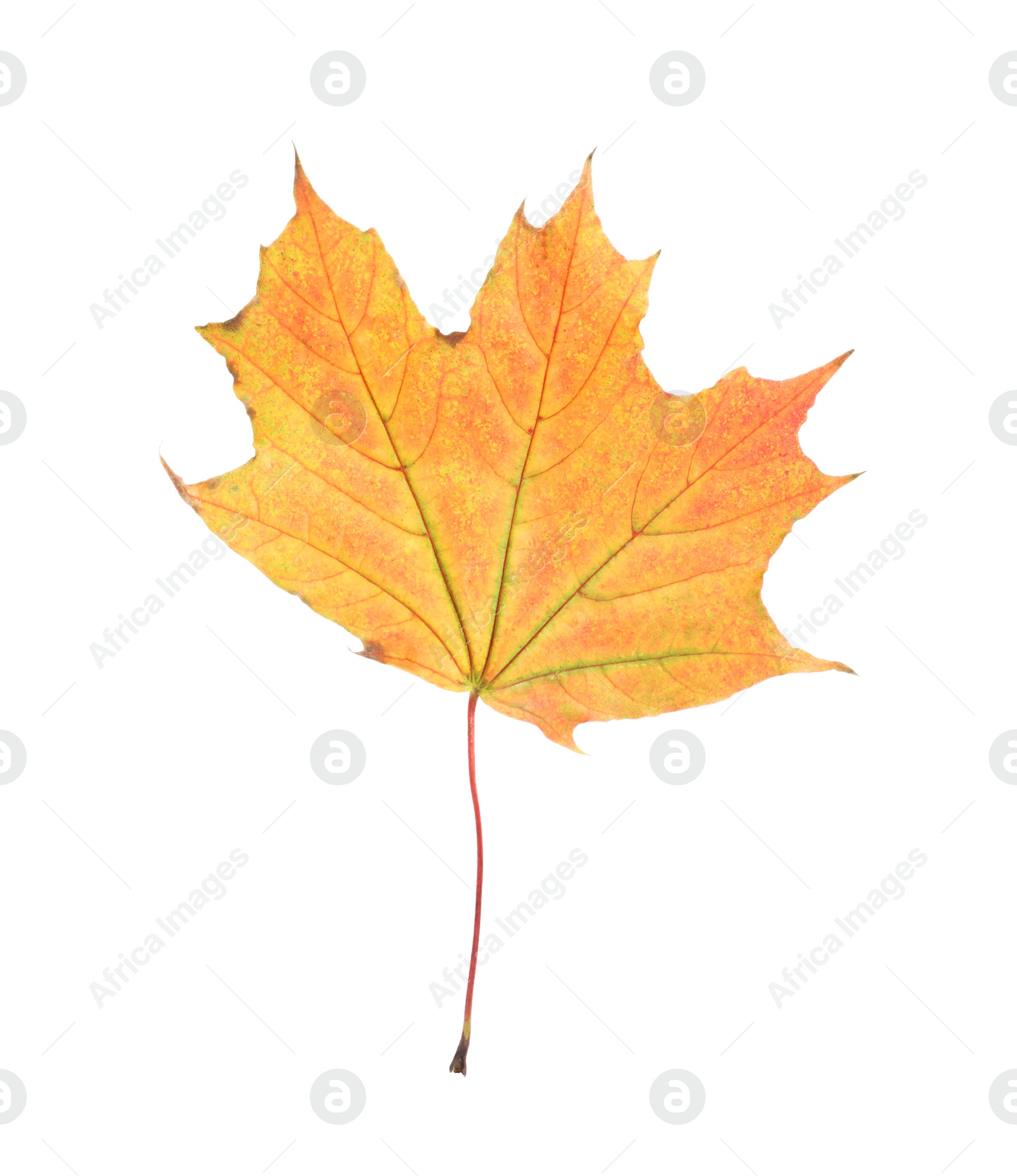 Photo of One maple leaf isolated on white. Autumn season