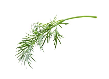 Photo of Sprig of fresh dill isolated on white