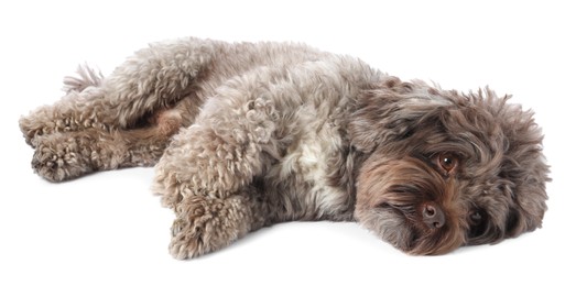 Photo of Cute Maltipoo dog lying on white background. Lovely pet