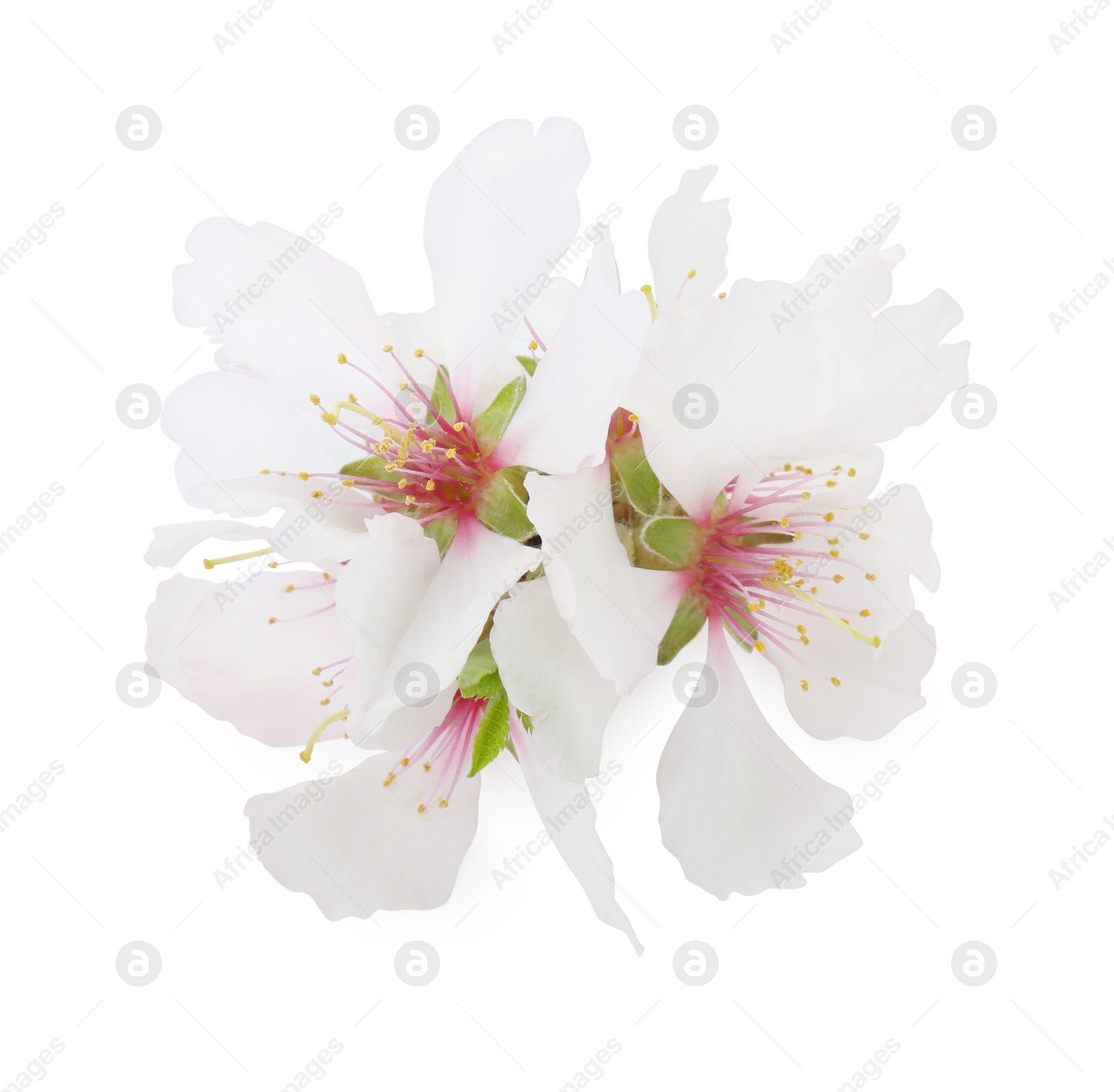 Photo of Beautiful spring tree blossoms isolated on white