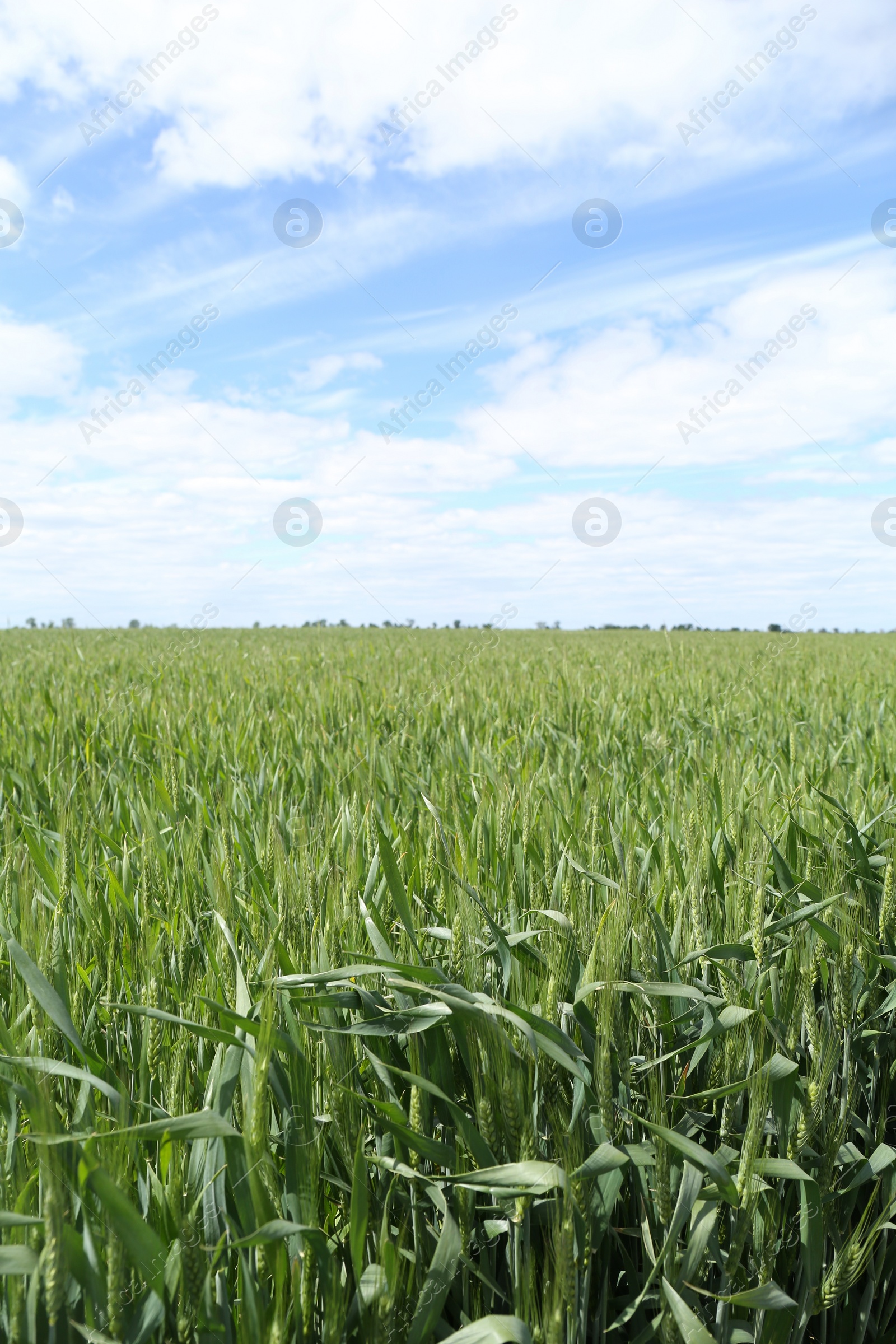 Photo of Beautiful field with ripening crop under cloudy sky