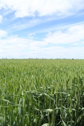 Photo of Beautiful field with ripening crop under cloudy sky