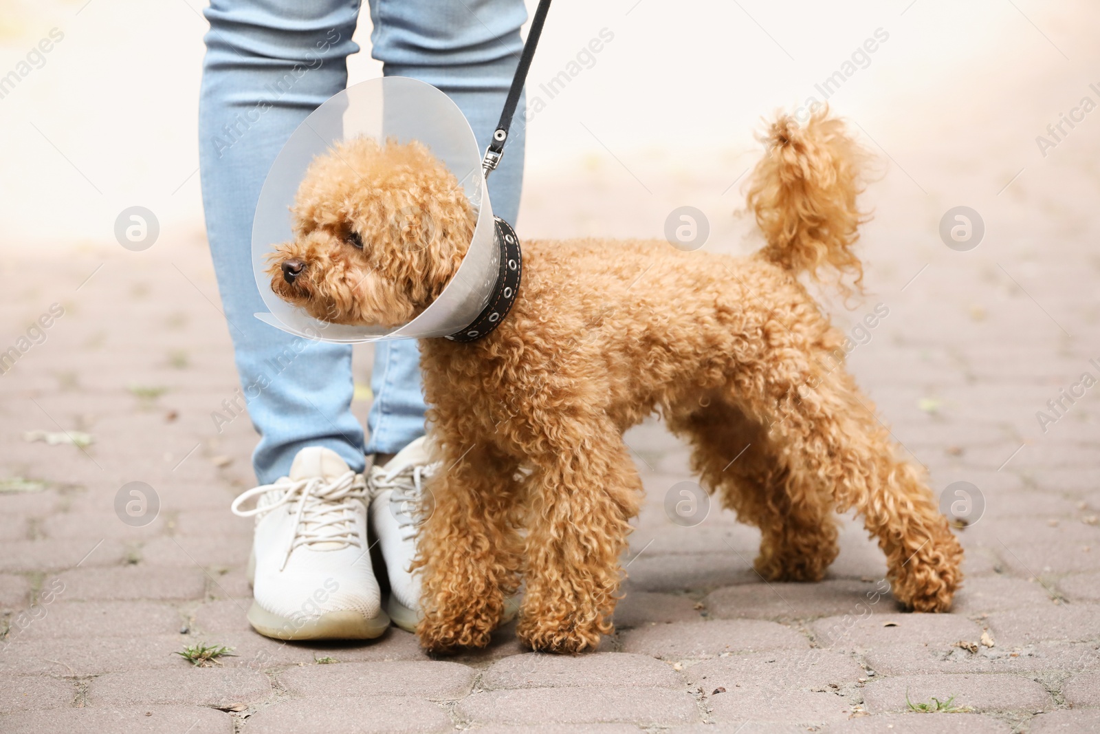 Photo of Woman walking her cute Maltipoo dog in Elizabethan collar outdoors, closeup