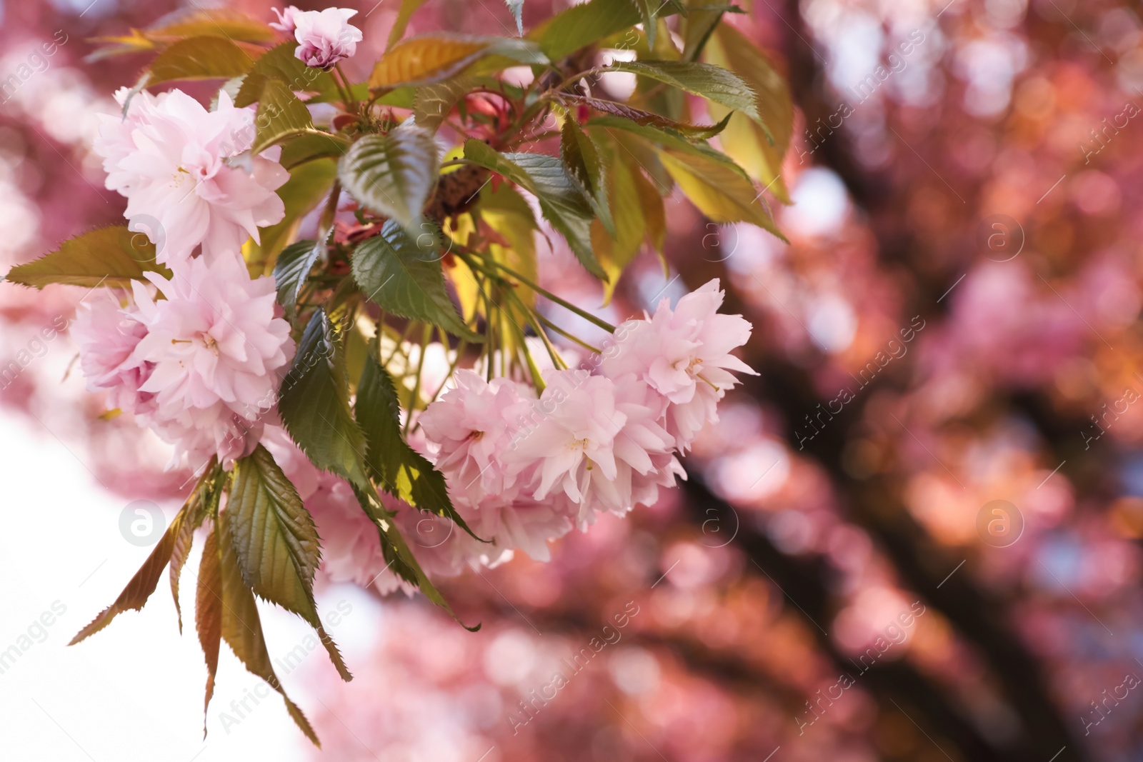 Photo of Beautiful blooming sakura outdoors on sunny spring day