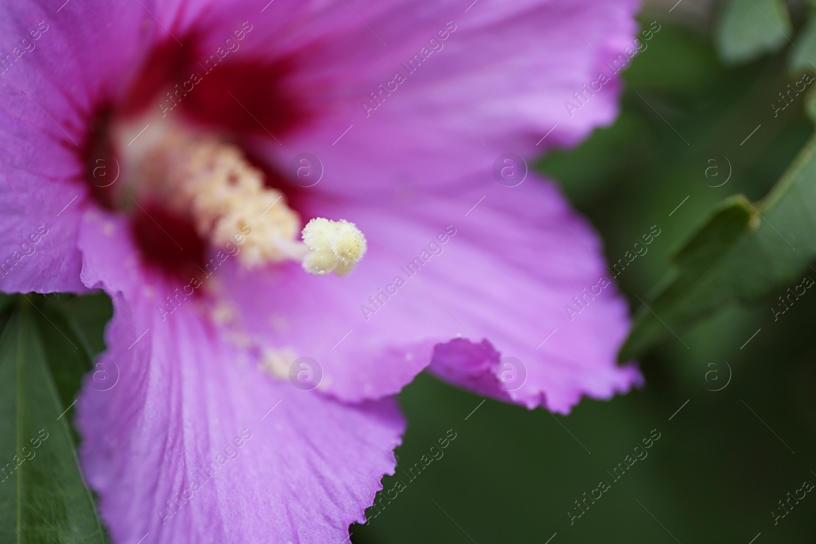 Photo of Beautiful tropical Hibiscus flower on bush outdoors