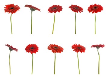 Image of Set of beautiful red gerbera flowers on white background