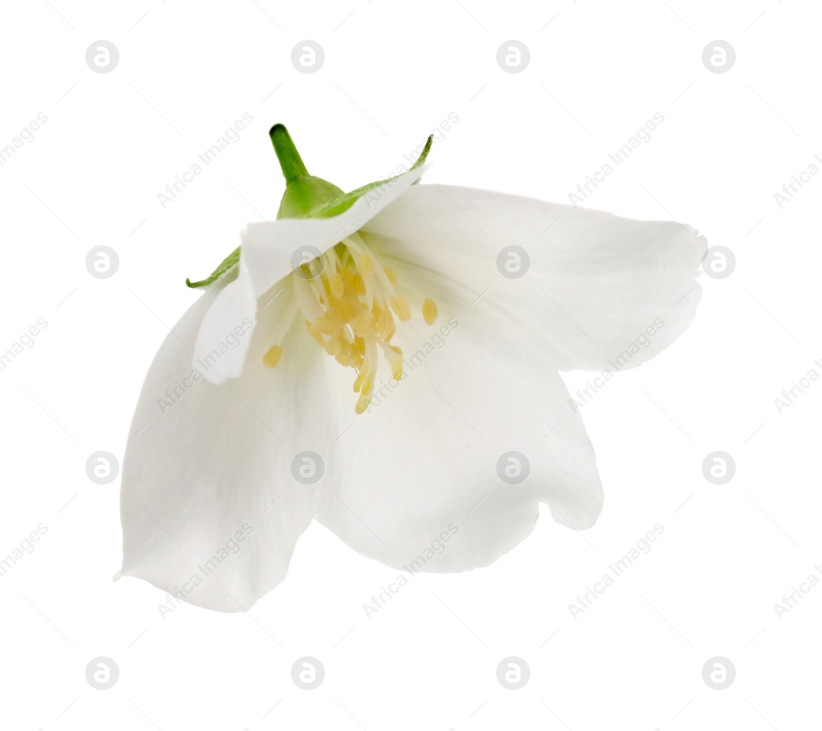 Photo of Beautiful delicate jasmine flower isolated on white