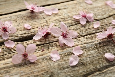 Spring blossoms and petals on wooden table, closeup