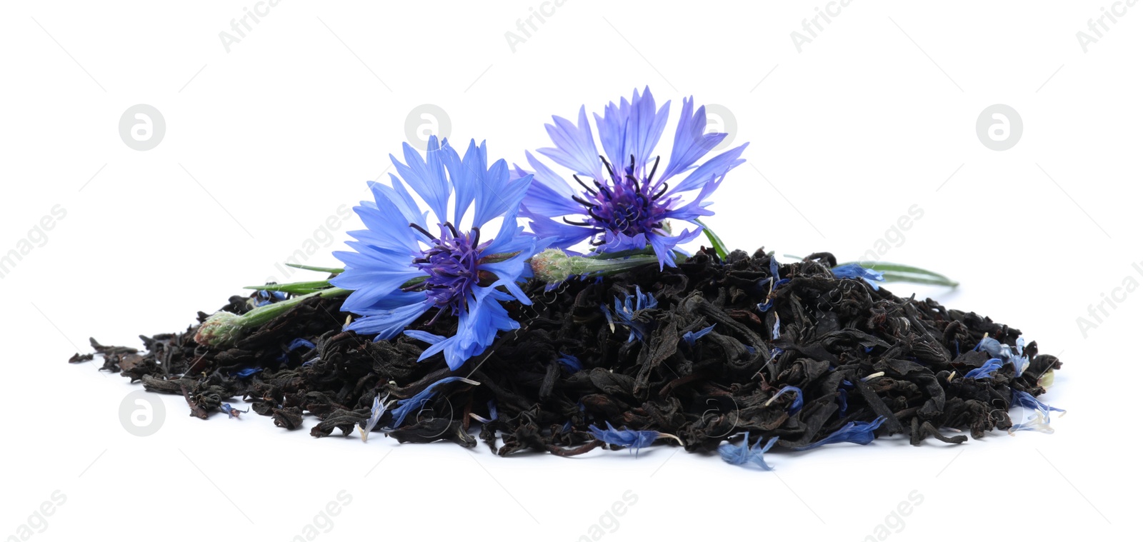 Photo of Dried cornflower tea and fresh flowers on white background