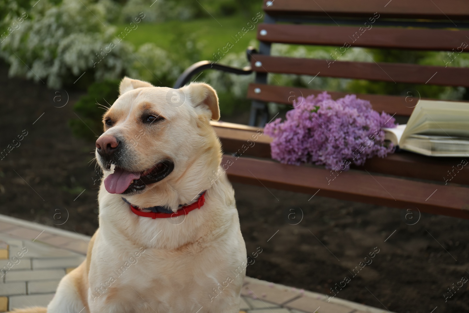 Photo of Cute dog near bench with lilac and book in park