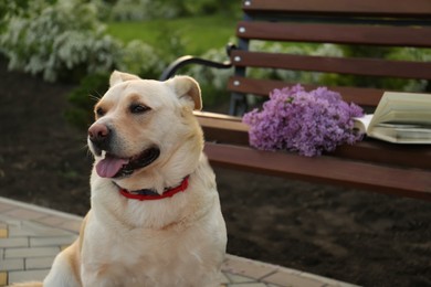 Cute dog near bench with lilac and book in park