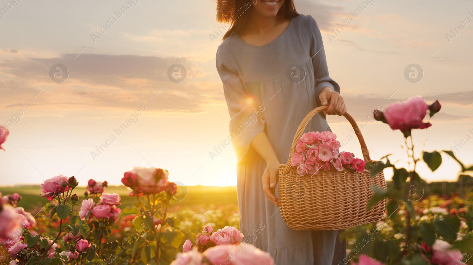 Photo of Woman with basket of roses in beautiful blooming field, closeup