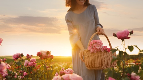 Woman with basket of roses in beautiful blooming field, closeup