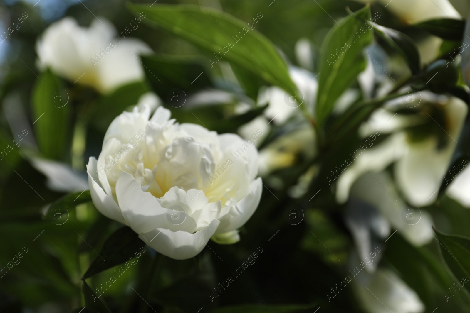 Photo of Closeup view of blooming white peony bush outdoors